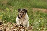 FOX TERRIER 545